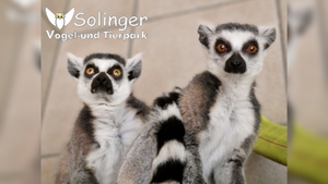 Hilferuf des Solinger Vogel- und Tierparks – Jetzt zählt jede Unterstützung!